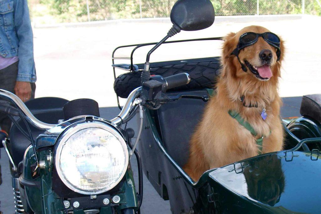 Dog Training Motorcycle Rides